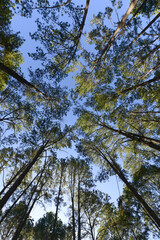 Pine trees with morning sun light