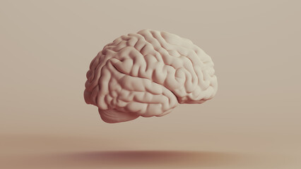 Brain human anatomy mind neutral backgrounds soft tones beige brown background right view 3d illustration render digital rendering