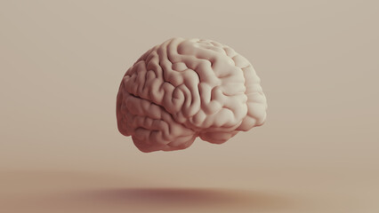 Brain human anatomy mind neutral backgrounds soft tones beige brown background quarter front right view 3d illustration render digital rendering