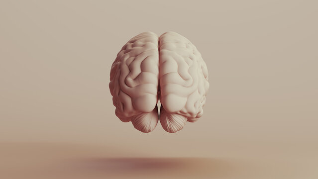 Brain human anatomy mind neutral backgrounds soft tones beige brown background rear view 3d illustration render digital rendering
