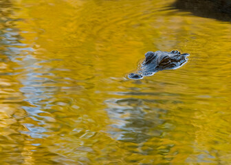 Submerged alligator peers out from a golden pool of sunlit water. Only his eyes, snout, and the top of his head are visible. Simple composition with room for copy.