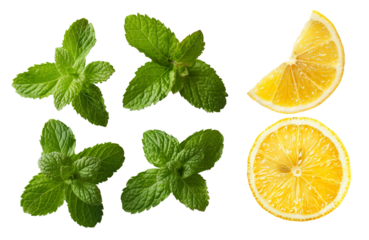 Set wit Fresh lemon slices and peppermint leaves isolated on transparent background. Cooking ingredients and medicinal plants.
