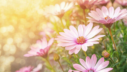 Floral backdrop with pink flowers