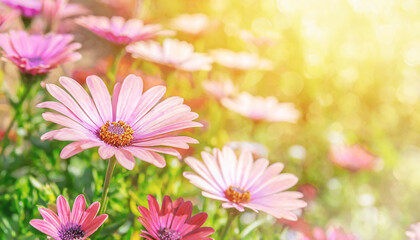 Floral backdrop with pink flowers