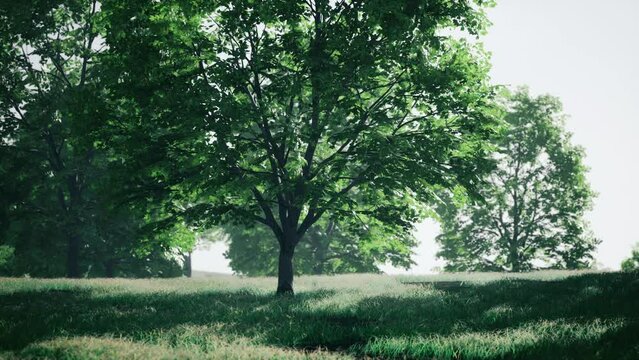 A tree in the middle of a grassy field