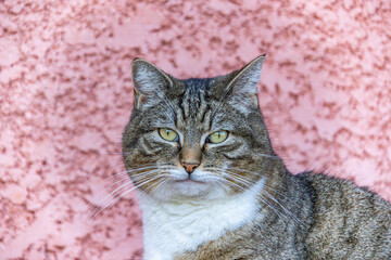 portrait d'un chat tigré, en gros plan.