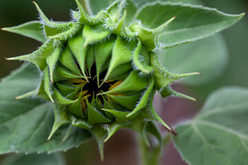 Sunflower Buds, Flower closeup