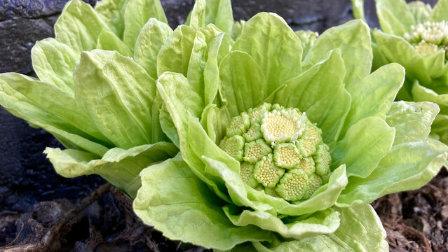 Lots of giant butterbur plant