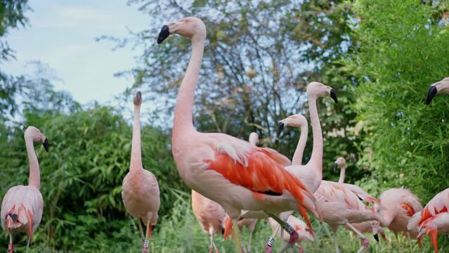 A group of pink flamingos with their unique beaks stands gracefully in a lush grassland, showcasing their adaptation to a terrestrial habitat. Slow motion. Zoo in Frankfurt am Main