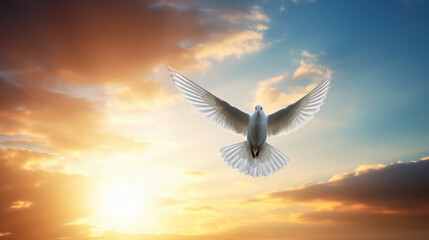 white dove of peace