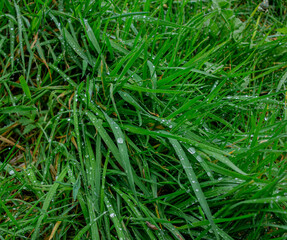 Raindrops on Grass in a Cornish Meadow.