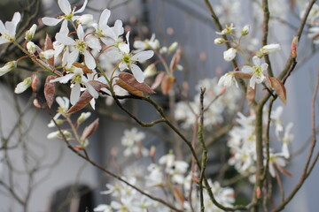 Felsenbirne im Garten