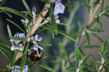 Gewürze für die Küche