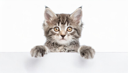 Funny gray tabby kitten showing placard with space for text. Lovely fluffy funny cat holding signboard on isolated background. Top of head of cat with paws up, peeking over a blank white banner.