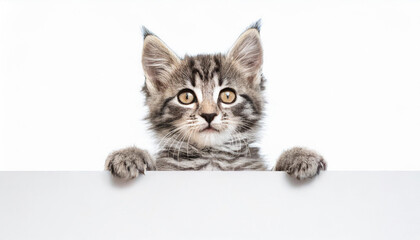 Funny gray tabby kitten showing placard with space for text. Lovely fluffy funny cat holding signboard on isolated background. Top of head of cat with paws up, peeking over a blank white banner.