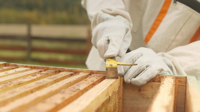 Cropped shot of unrecognizable beekeeper in protective workwear using hive tool to scrape off accumulated propolis on wooden frame