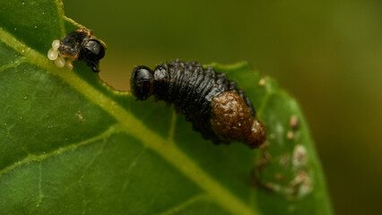 Little black caterpillar walking on green leaf