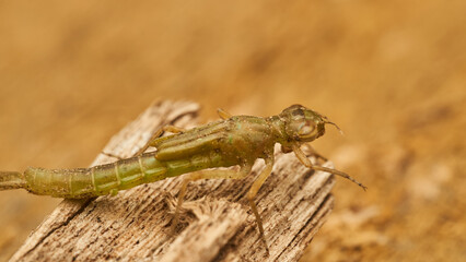 A dragonfly larva out of the water