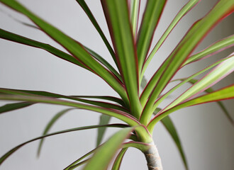 Image Of Decorative Houseplants. Dracaena Plant With Thin Green Leaves Side View
