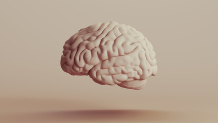 Brain human anatomy mind neutral backgrounds soft tones beige brown background left view 3d illustration render digital rendering