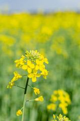 field of rapeseed, Brassica Napus, in springtime