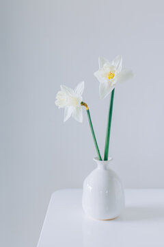 Beautiful flowers of white daffodil (narcissus) in a vase on a light grey background.