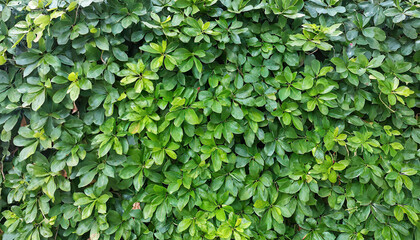 Small green leaves texture background with beautiful pattern. Clean environment. Ornamental plant...