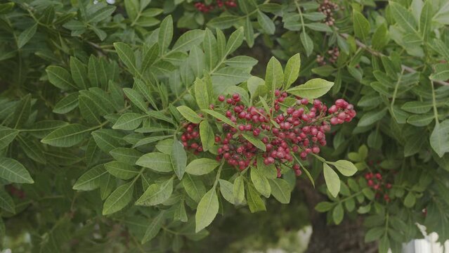 Pink pepper growing on the Brazilian pepper tree - Schinus terebinthifolius, aroeira plant. 