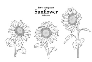 A series of isolated flower in cute hand drawn style. Sunflower in black outline and white plain on transparent background. Drawing of floral elements for coloring book or fragrance design. Volume 4.