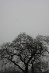 tree in the fog