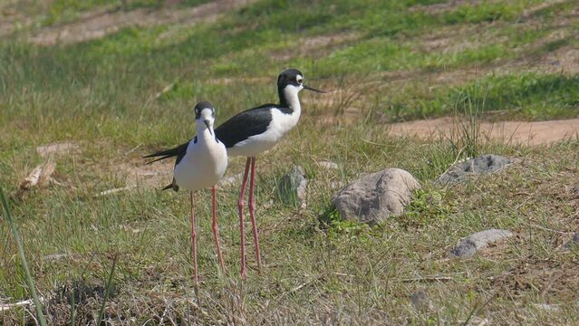 Two Black-necked Stilts on Shore of Lake