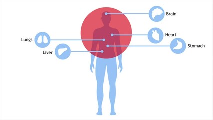 Medical infographic human body animation of stomach., liver, heart, brain, lungs isolated on white background - Powered by Adobe