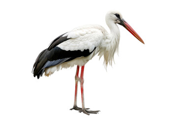 Graceful Stork isolated on transparent background