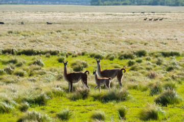 Guanacos in Pampas grassland environment, La Pampa province, Patagonia, Argentina.