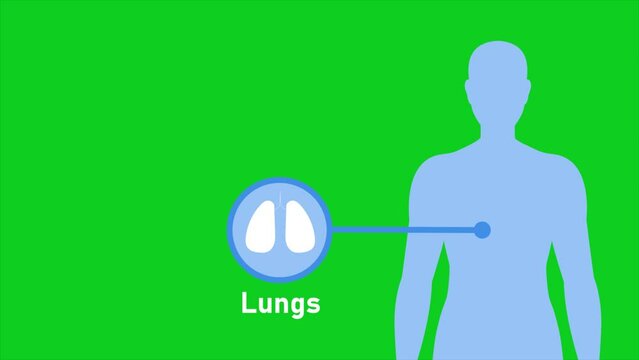 Animation of Human body about Lungs, healthcare and medical science animation, presentation concept, green screen