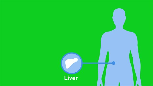 Animation of Human body about Liver, healthcare and medical science animation, presentation concept, green screen