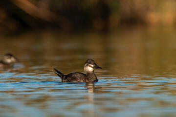  Lake Duck in Pampas Lagoon environment, La Pampa Province, Patagonia , Argentina.
