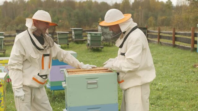 Medium shot of beekeeping beginner worker using hive tool while removing stray wax from frame and his colleague watching, working together at apiary