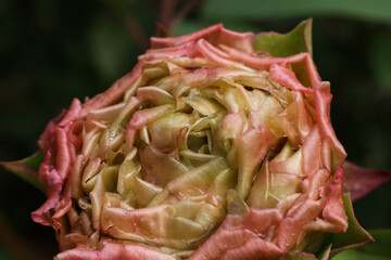 Pink peony flower head close up
