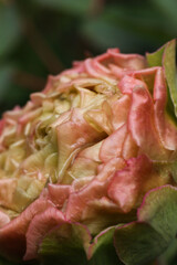 a beautiful shot of pink peony with green leaves in the garden
