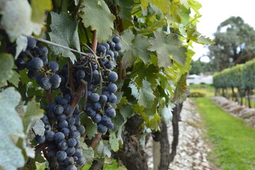 Cacho de Uvas na parreira