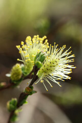 Fototapeta premium blossoming willow branch in spring, close-up photo
