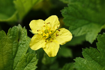 A close up of a yellow Waldsteinia geoides flower with green leaves in the background. - obrazy, fototapety, plakaty