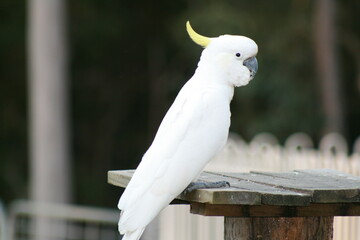 cockatoo