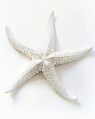 White Starfish on Pure White Background - Stunning Marine Beauty in its Bumpy Form