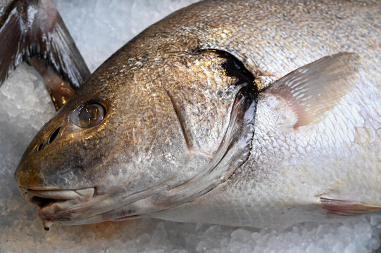 T&ecirc;te de morue sur la glace d'un &eacute;tal d'une poissonnerie en gros plan