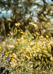 Vertical photo of wild flowers in a line of Intensive olive trees plantation, young plants in Spain, ecological plantation, biodynamic agriculture.