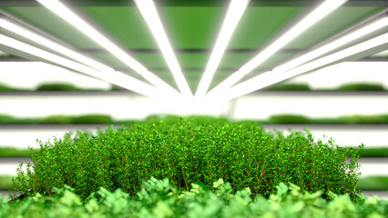 Hydroponic agriculture. Indoor microgreens vertical farm. Spice, salad and seasoning. Parsley, dill, basil, onion, rosemary, mint, thyme. Plant factory. Led lights. 3d illustration.
