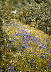 Vertical photo of wild flowers in a line of Intensive olive trees plantation, young plants in Spain, ecological plantation, biodynamic agriculture.