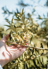 A hand with olive flower branch close up in a tree plantation, young plants, ecological plantation, biodynamic agriculture